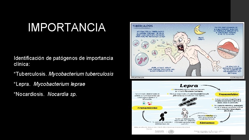 IMPORTANCIA Identificación de patógenos de importancia clínica: *Tuberculosis. Mycobacterium tuberculosis *Lepra. Mycobacterium leprae *Nocardiosis.