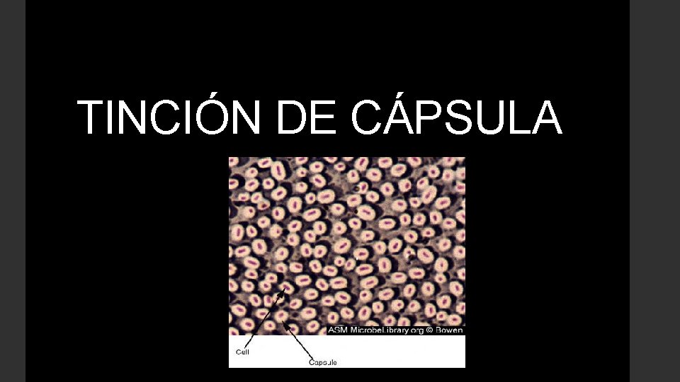 TINCIÓN DE CÁPSULA 