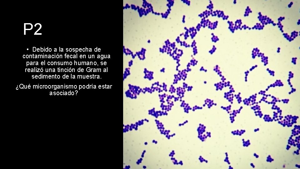 P 2 • Debido a la sospecha de contaminación fecal en un agua para