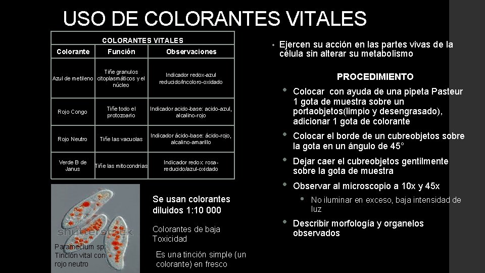 USO DE COLORANTES VITALES Colorante Función Tiñe granulos Azul de metileno citoplasmáticos y el