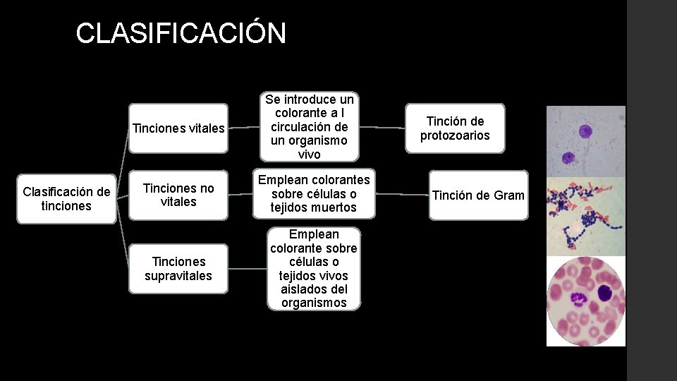 CLASIFICACIÓN Tinciones vitales Clasificación de tinciones Se introduce un colorante a l circulación de