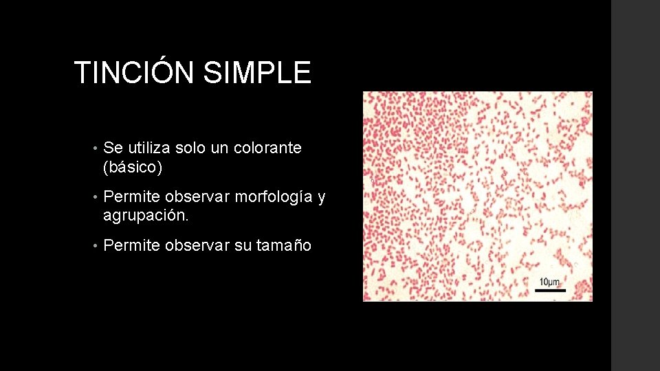 TINCIÓN SIMPLE • Se utiliza solo un colorante (básico) • Permite observar morfología y