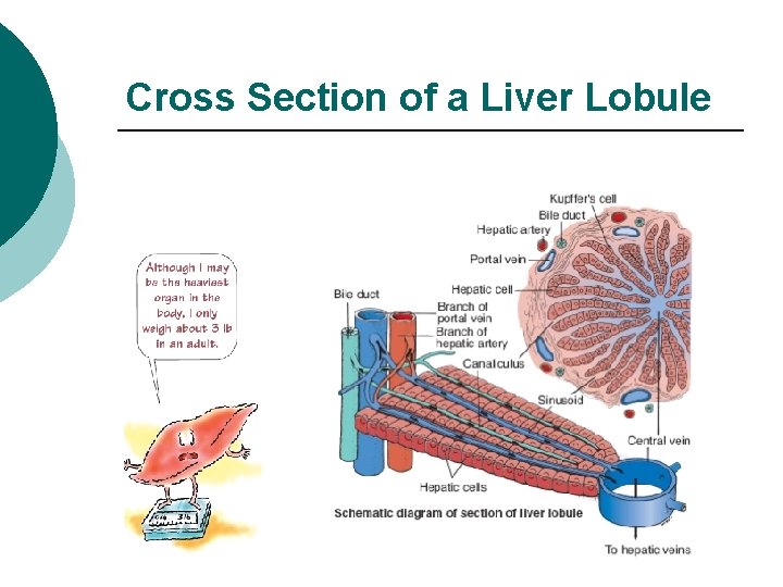 Cross Section of a Liver Lobule 