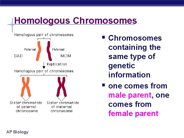 Homologous Chromosomes § Chromosomes DAD MOM § AP Biology containing the same type of