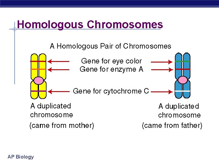 Homologous Chromosomes AP Biology 