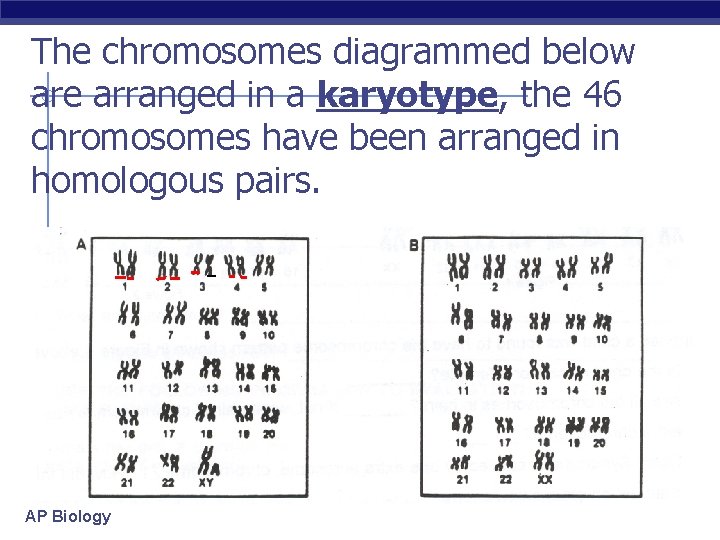 The chromosomes diagrammed below are arranged in a karyotype, the 46 chromosomes have been
