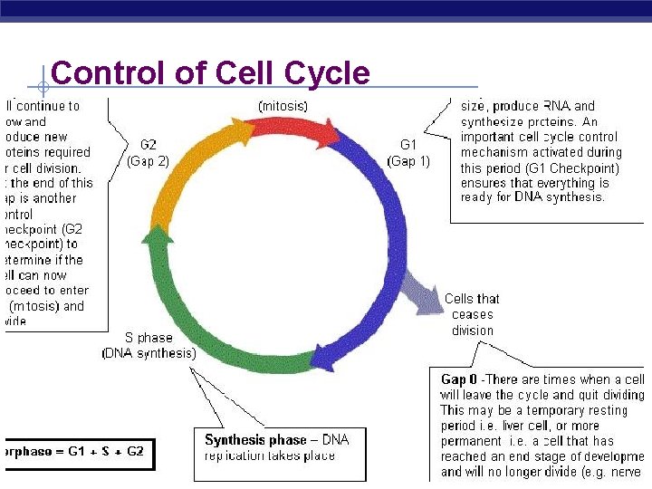 Control of Cell Cycle AP Biology 