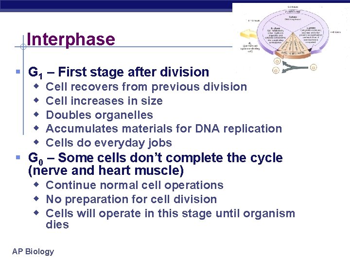 Interphase § G 1 – First stage after division w Cell recovers from previous