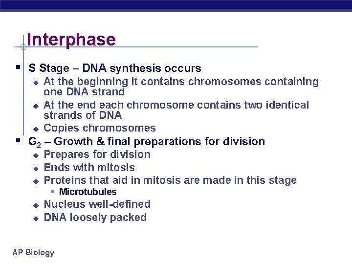 Interphase § S Stage – DNA synthesis occurs At the beginning it contains chromosomes
