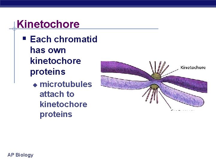 Kinetochore § Each chromatid has own kinetochore proteins u AP Biology microtubules attach to