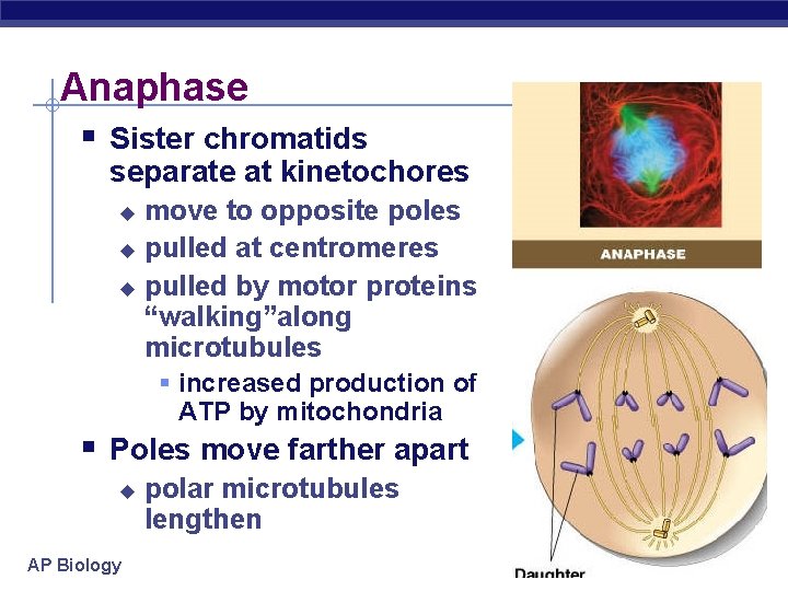 Anaphase § Sister chromatids separate at kinetochores move to opposite poles u pulled at