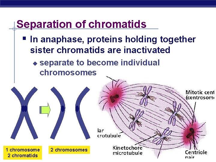 Separation of chromatids § In anaphase, proteins holding together sister chromatids are inactivated u