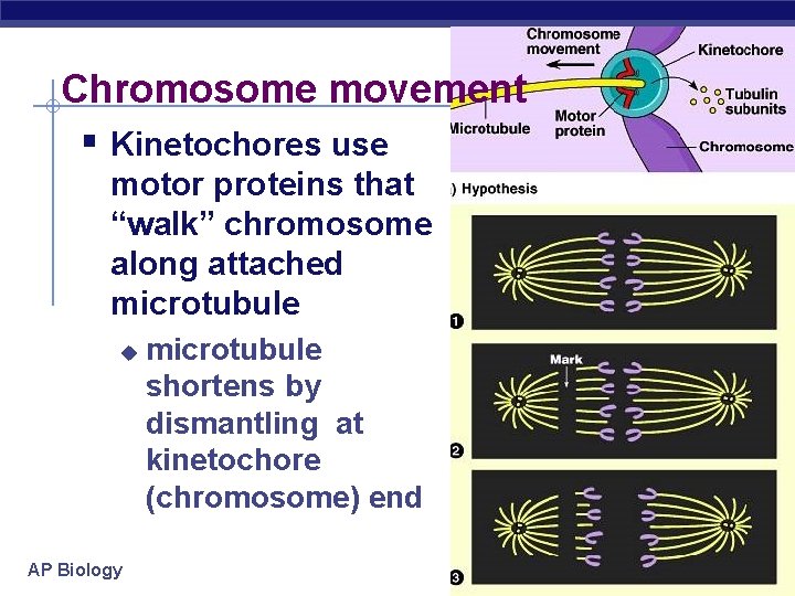 Chromosome movement § Kinetochores use motor proteins that “walk” chromosome along attached microtubule u