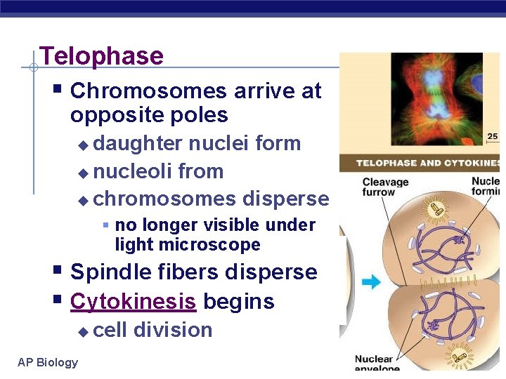 Telophase § Chromosomes arrive at opposite poles daughter nuclei form u nucleoli from u