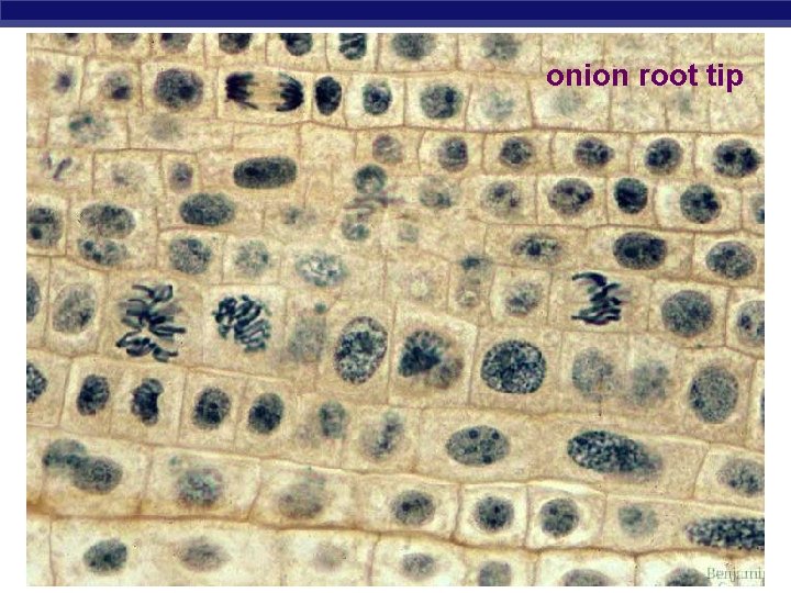 onion root tip AP Biology 