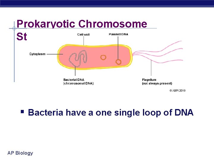 Prokaryotic Chromosome Structure § Bacteria have a one single loop of DNA AP Biology