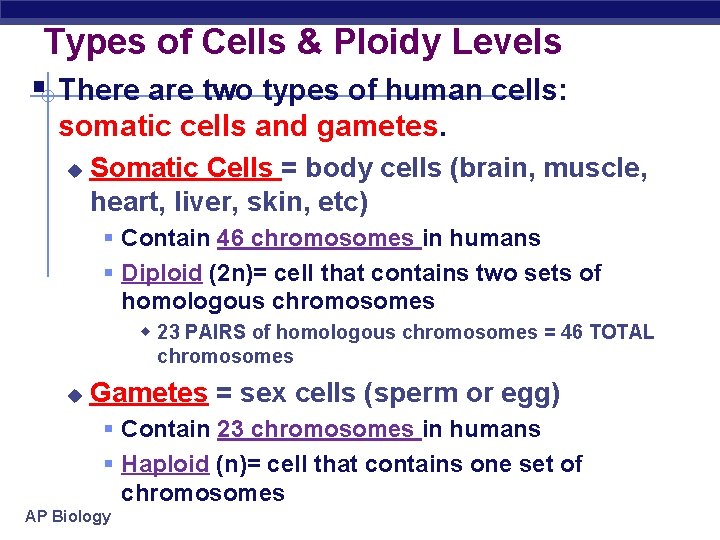 Types of Cells & Ploidy Levels § There are two types of human cells: