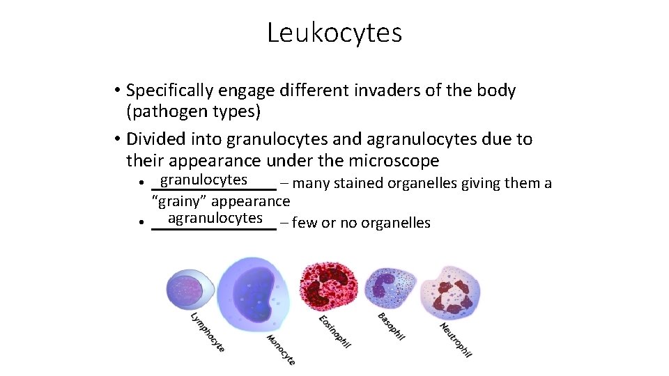 Leukocytes • Specifically engage different invaders of the body (pathogen types) • Divided into