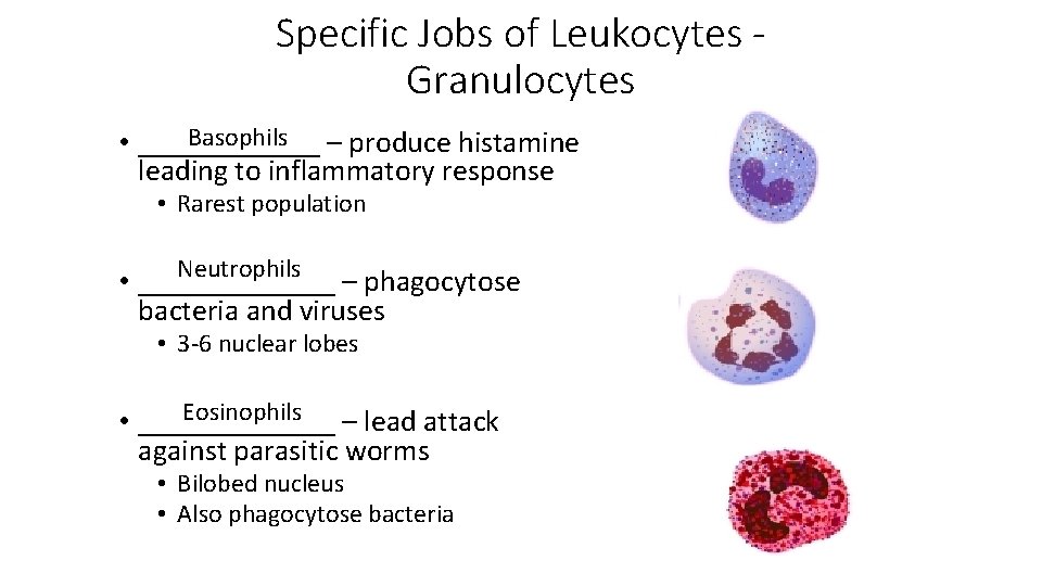 Specific Jobs of Leukocytes Granulocytes Basophils – produce histamine • ______ leading to inflammatory