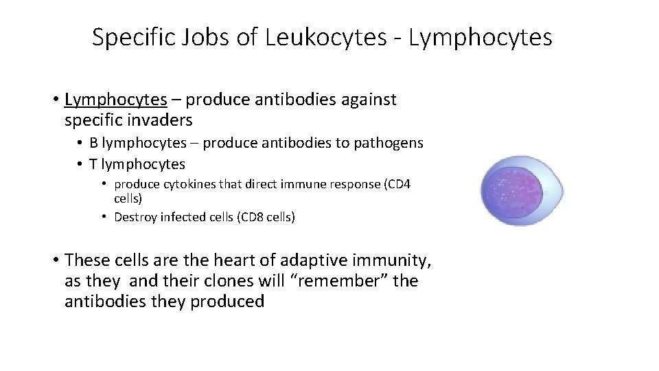 Specific Jobs of Leukocytes - Lymphocytes • Lymphocytes – produce antibodies against specific invaders