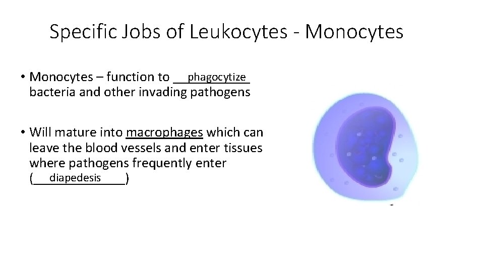 Specific Jobs of Leukocytes - Monocytes phagocytize • Monocytes – function to ______ bacteria