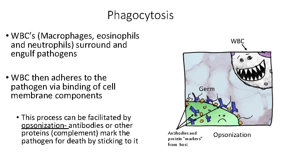 Phagocytosis • WBC’s (Macrophages, eosinophils and neutrophils) surround and engulf pathogens • WBC then