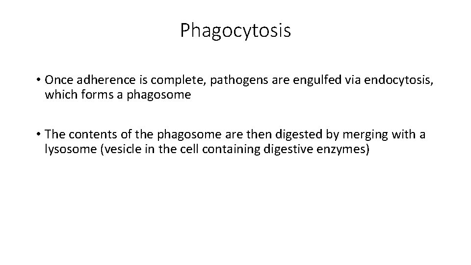 Phagocytosis • Once adherence is complete, pathogens are engulfed via endocytosis, which forms a