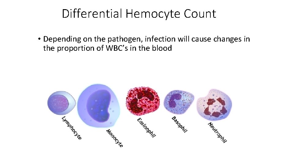 Differential Hemocyte Count • Depending on the pathogen, infection will cause changes in the