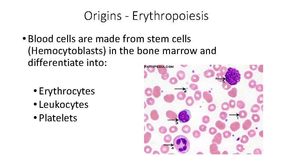 Origins - Erythropoiesis • Blood cells are made from stem cells (Hemocytoblasts) in the