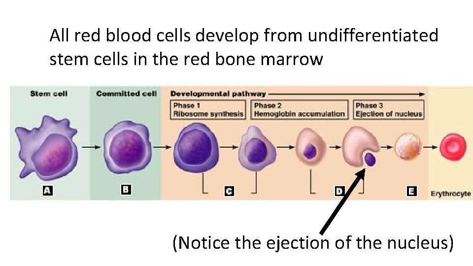 All red blood cells develop from undifferentiated stem cells in the red bone marrow
