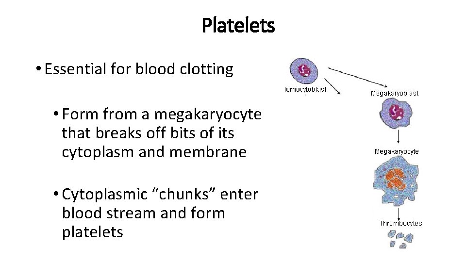 Platelets • Essential for blood clotting • Form from a megakaryocyte that breaks off