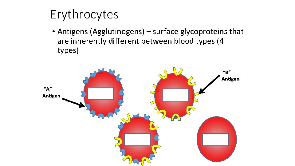 Erythrocytes • Antigens (Agglutinogens) – surface glycoproteins that are inherently different between blood types