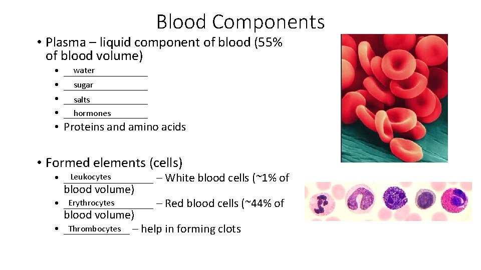 Blood Components • Plasma – liquid component of blood (55% of blood volume) •