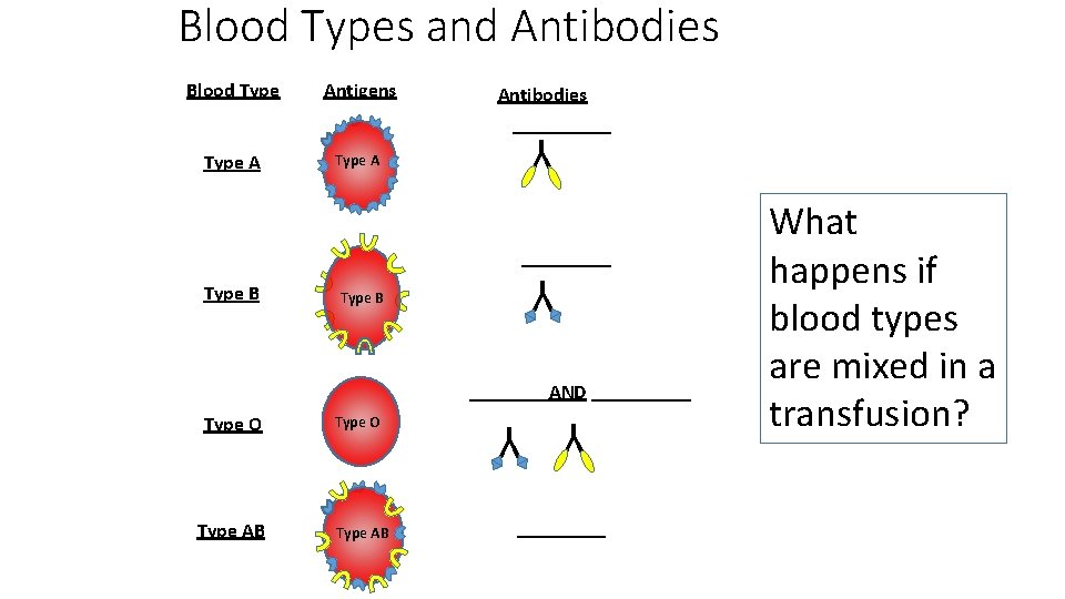Blood Types and Antibodies Blood Type Antigens Antibodies _____ Type A Y Type A