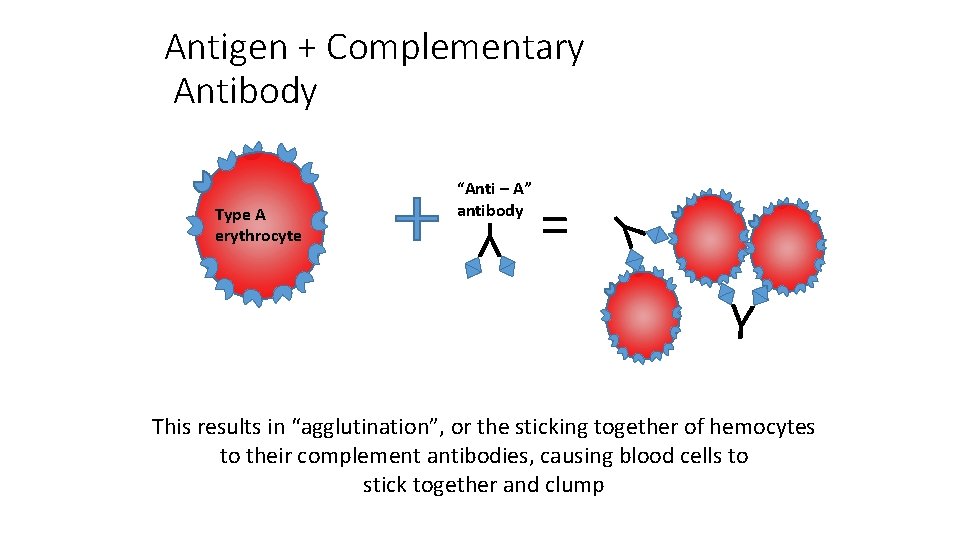 Antigen + Complementary Antibody = Y Y Type A erythrocyte “Anti – A” antibody