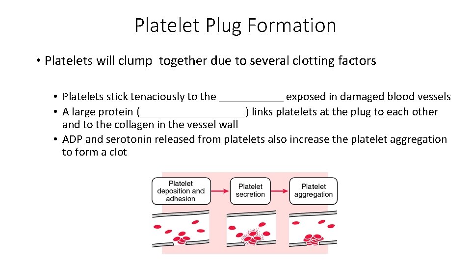 Platelet Plug Formation • Platelets will clump together due to several clotting factors •