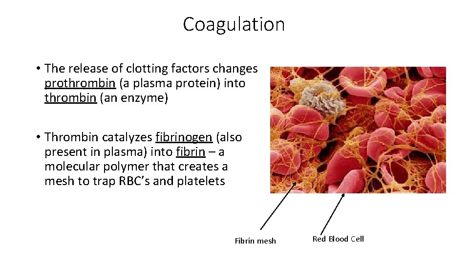 Coagulation • The release of clotting factors changes prothrombin (a plasma protein) into thrombin