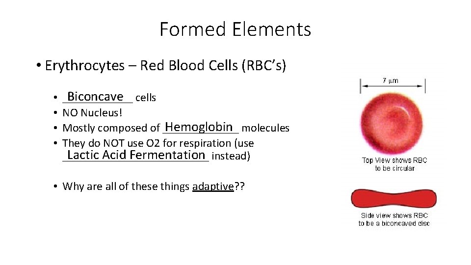 Formed Elements • Erythrocytes – Red Blood Cells (RBC’s) • • Biconcave cells ______