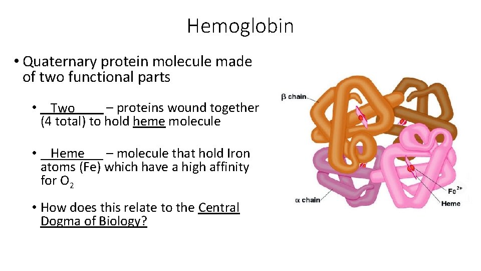 Hemoglobin • Quaternary protein molecule made of two functional parts • _____ – proteins