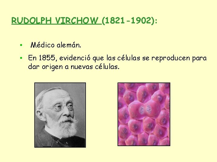 RUDOLPH VIRCHOW (1821 -1902): • Médico alemán. • En 1855, evidenció que las células