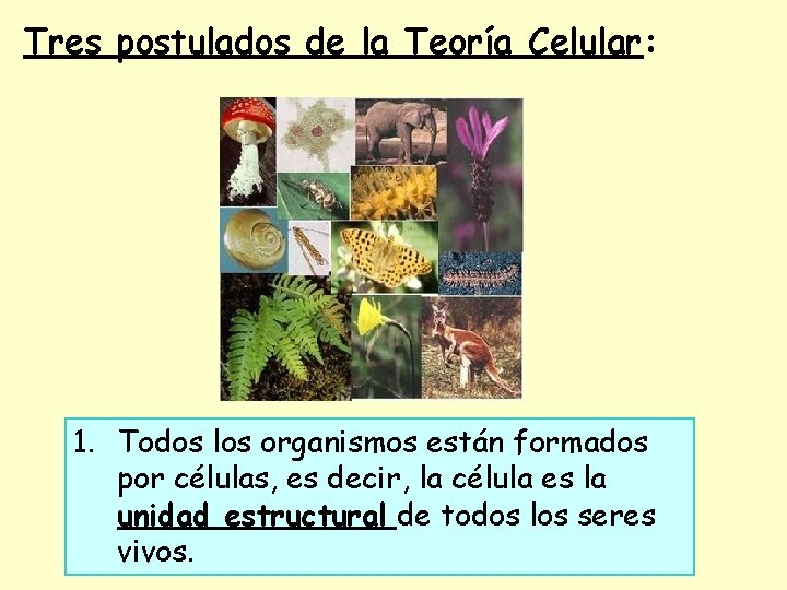 Tres postulados de la Teoría Celular: 1. Todos los organismos están formados por células,