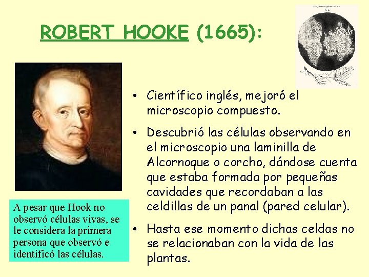 ROBERT HOOKE (1665): • Científico inglés, mejoró el microscopio compuesto. A pesar que Hook