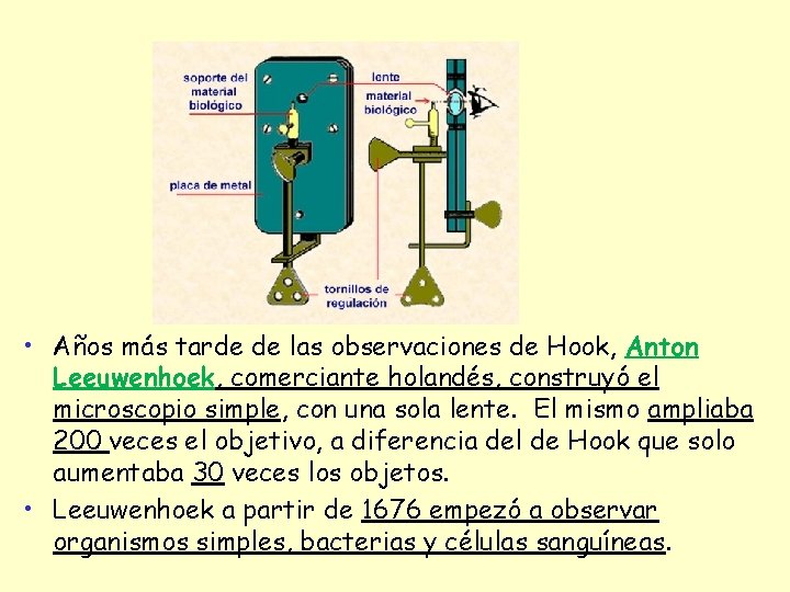  • Años más tarde de las observaciones de Hook, Anton Leeuwenhoek, comerciante holandés,