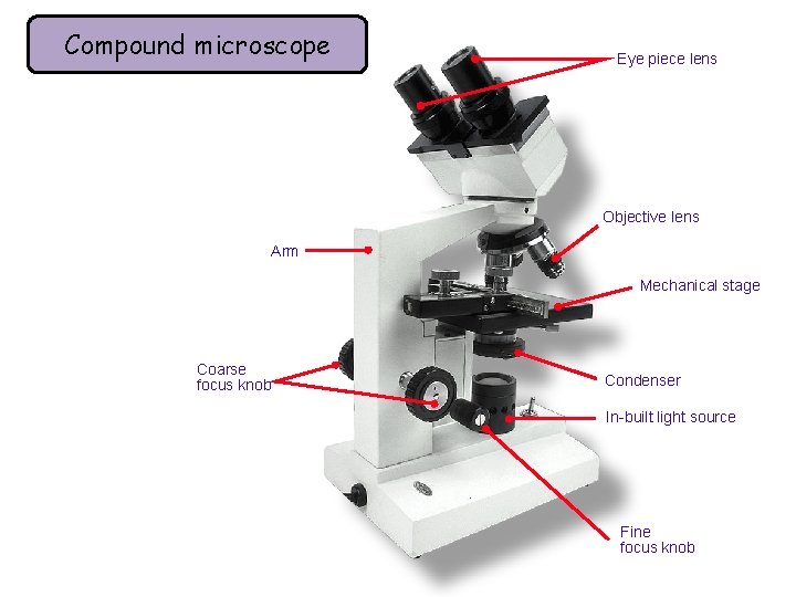 Compound microscope Eye piece lens Objective lens Arm Mechanical stage Coarse focus knob Condenser