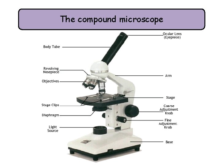 The compound microscope 
