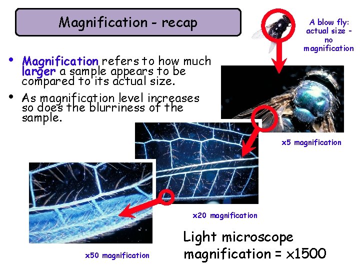 Magnification - recap • • Magnification refers to how much larger a sample appears