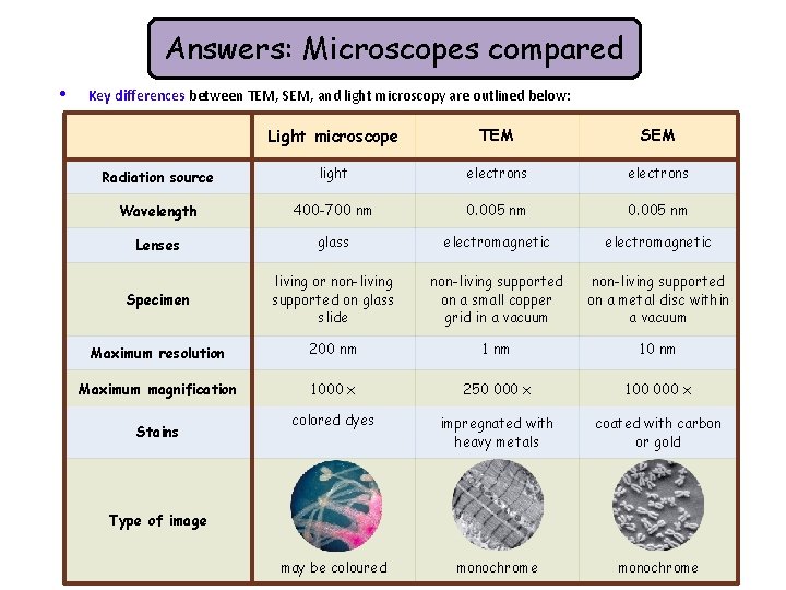 Answers: Microscopes compared • Key differences between TEM, SEM, and light microscopy are outlined