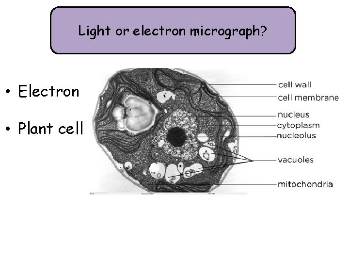 Light or electron micrograph? • Electron • Plant cell 