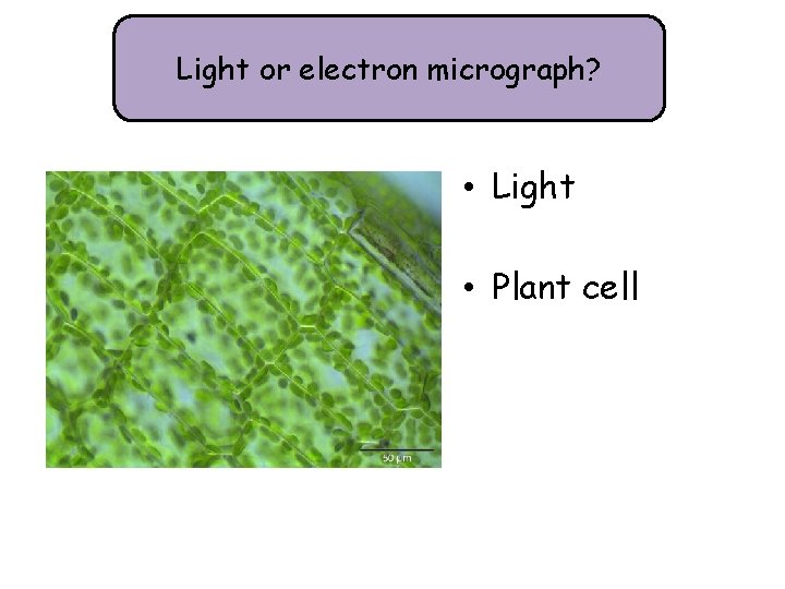 Light or electron micrograph? • Light • Plant cell 
