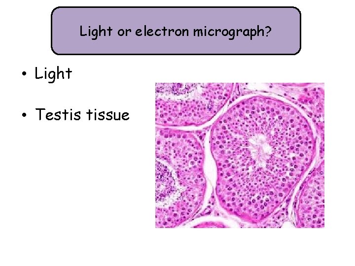 Light or electron micrograph? • Light • Testis tissue 